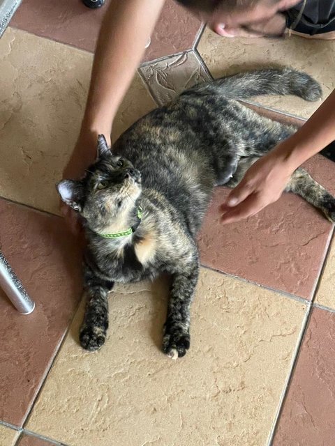 Lulu Manja - Tortoiseshell Cat