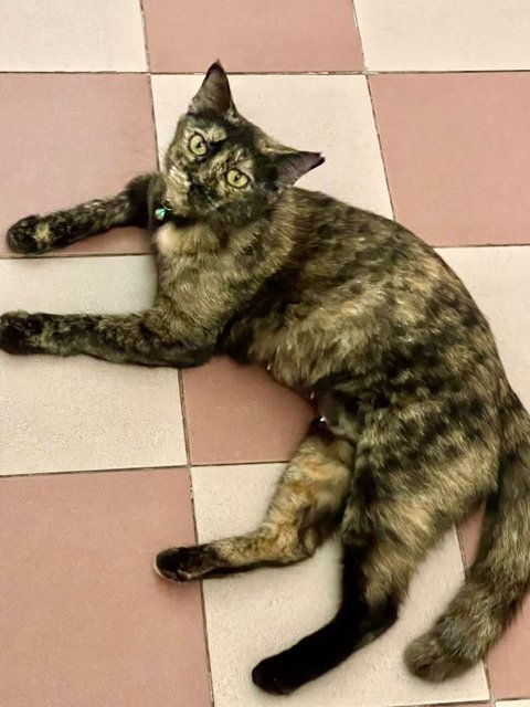 Lulu Manja - Tortoiseshell Cat