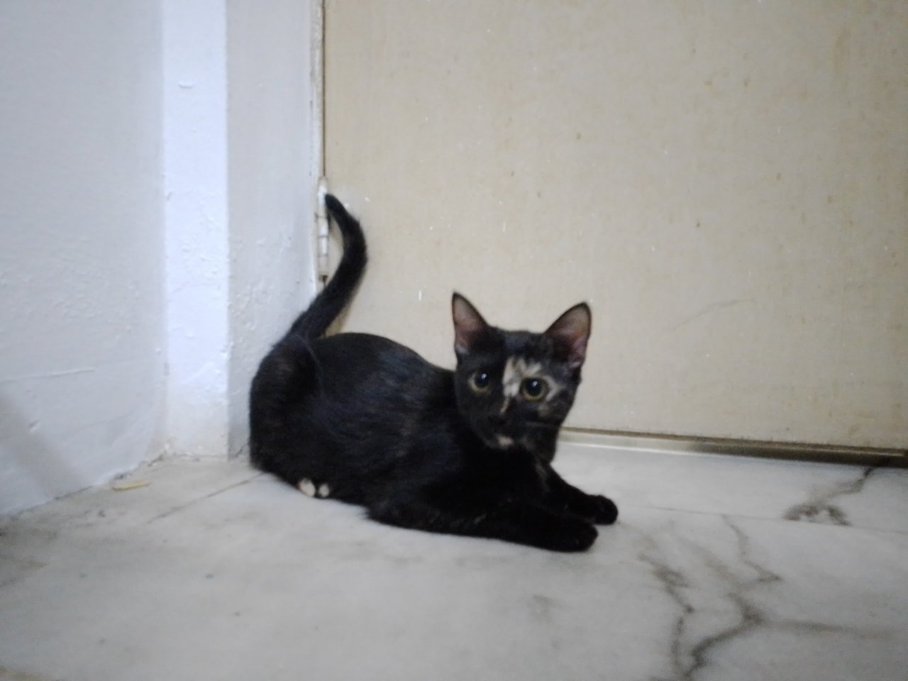 Blakiey - Domestic Short Hair Cat