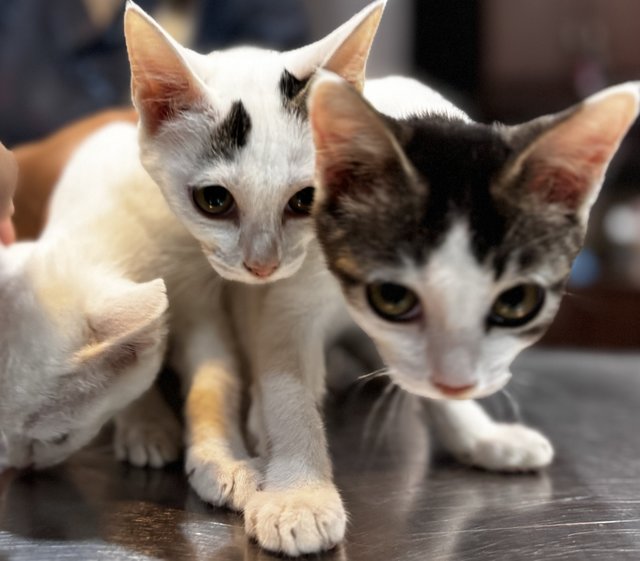 Misty, Cosmo &amp; Penny - Domestic Short Hair Cat