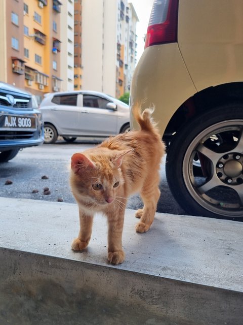 Xavier - Domestic Long Hair Cat