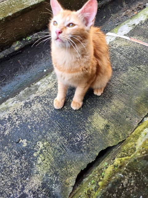 Xavier - Domestic Long Hair Cat