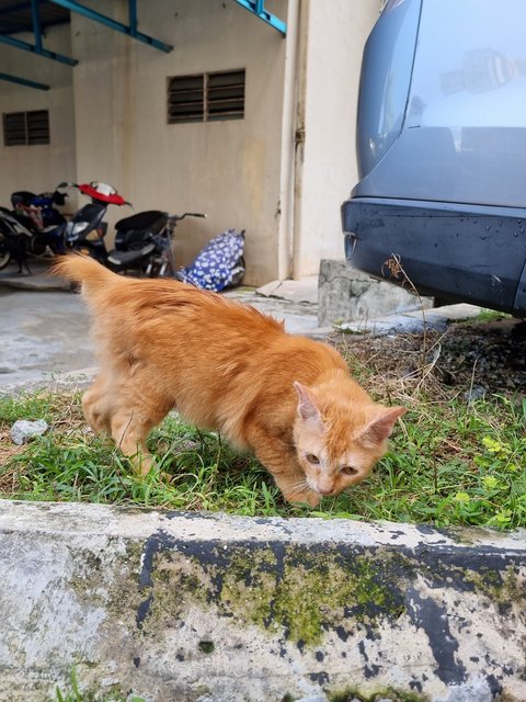 Xavier - Domestic Long Hair Cat