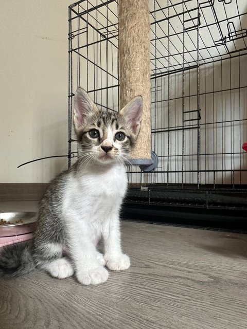 4 Kittens For Adoption  - Domestic Short Hair Cat