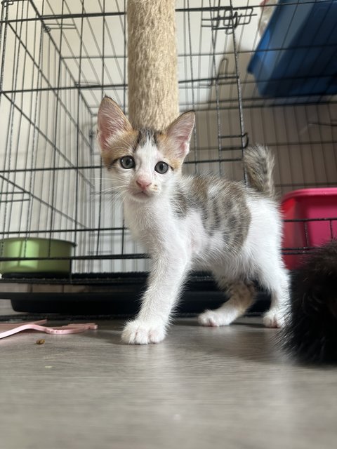 4 Kittens For Adoption  - Domestic Short Hair Cat