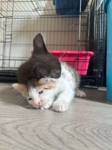 4 Kittens For Adoption  - Domestic Short Hair Cat