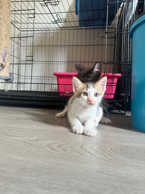 4 Kittens For Adoption  - Domestic Short Hair Cat