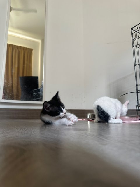 4 Kittens For Adoption  - Domestic Short Hair Cat