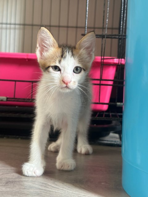 4 Kittens For Adoption  - Domestic Short Hair Cat