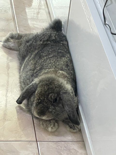 Bacon - Holland Lop Rabbit