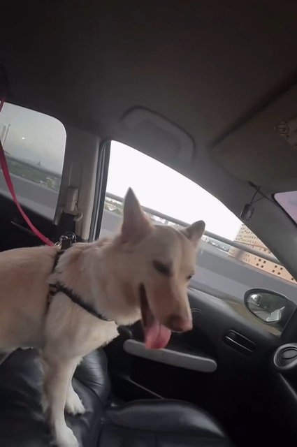 Belfy - Husky + Golden Retriever Dog