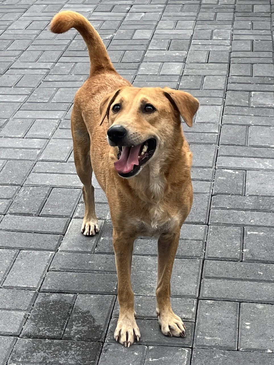 Polly - Labrador Retriever Dog