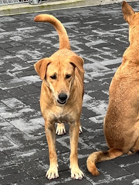 Polly - Labrador Retriever Dog