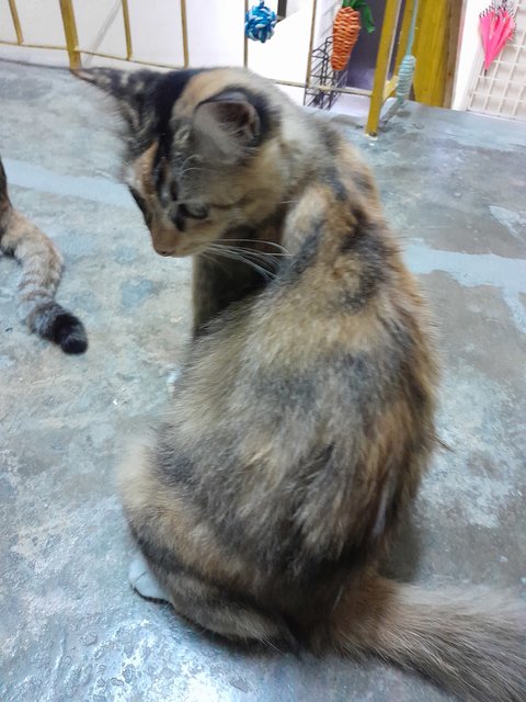 Gullu - Domestic Medium Hair Cat