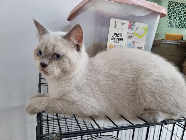 Boy, Tgeer &amp; Yeet - British Shorthair + Domestic Medium Hair Cat