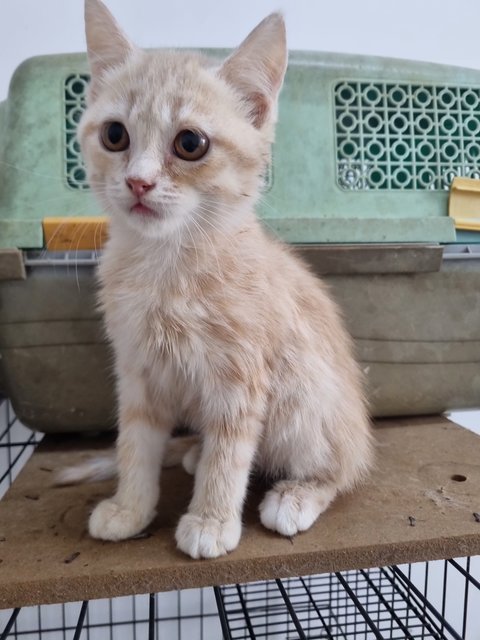 Boy, Tgeer &amp; Yeet - British Shorthair + Domestic Medium Hair Cat