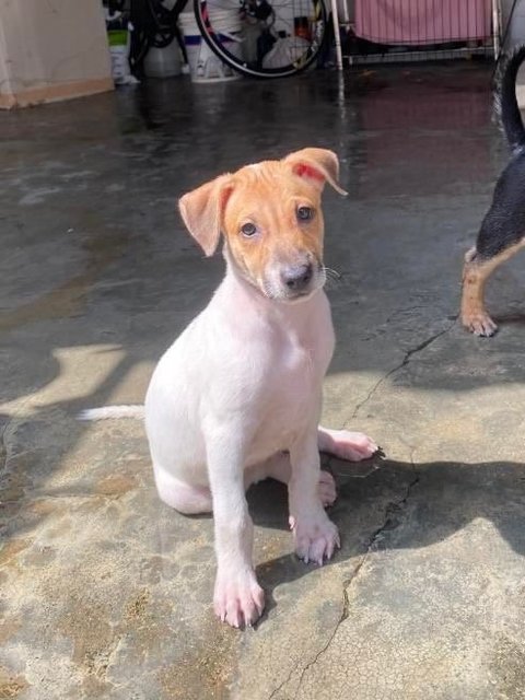 Dodo - Mixed Breed Dog