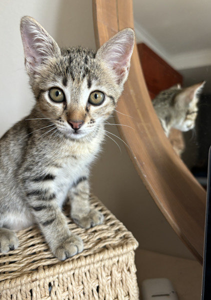 Zeus - Tabby Cat