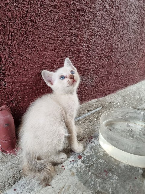 Xixi - Domestic Medium Hair Cat