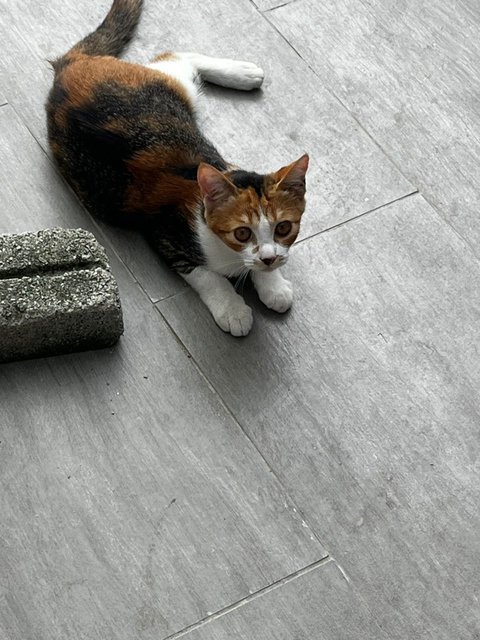 Callie  - Domestic Short Hair Cat