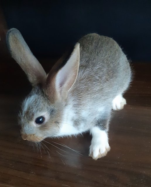 Brownie - Dutch Rabbit