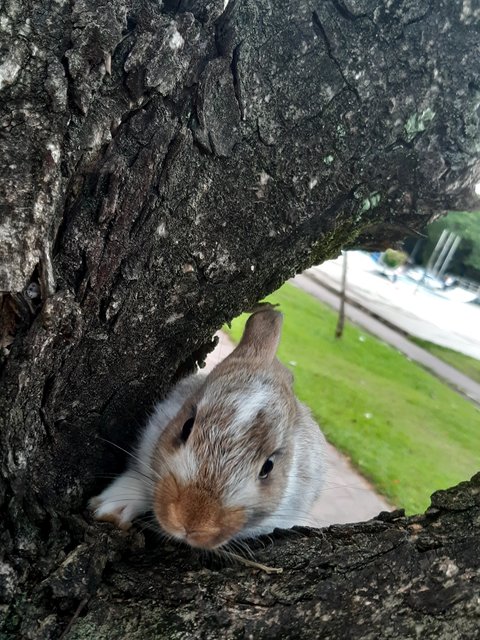 Brownie - Dutch Rabbit