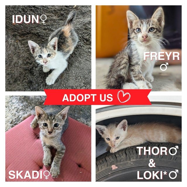 Norse Kitties [1/6 Adopted] - Domestic Short Hair Cat