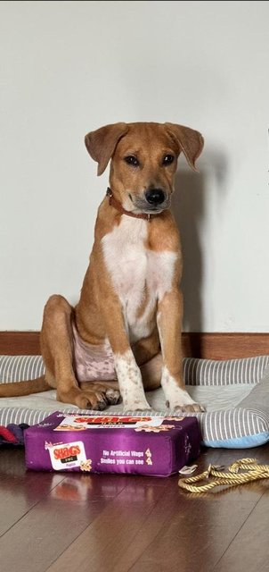 Jackson - Mixed Breed Dog