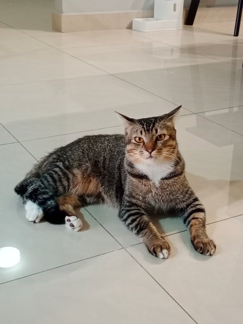 Checo - Domestic Short Hair + Domestic Medium Hair Cat