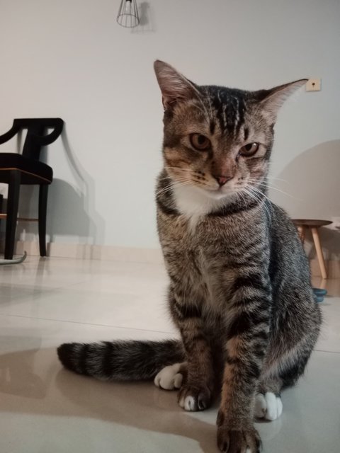 Checo - Domestic Short Hair + Domestic Medium Hair Cat