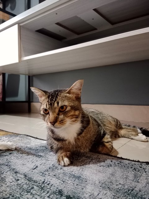 Checo - Domestic Short Hair + Domestic Medium Hair Cat