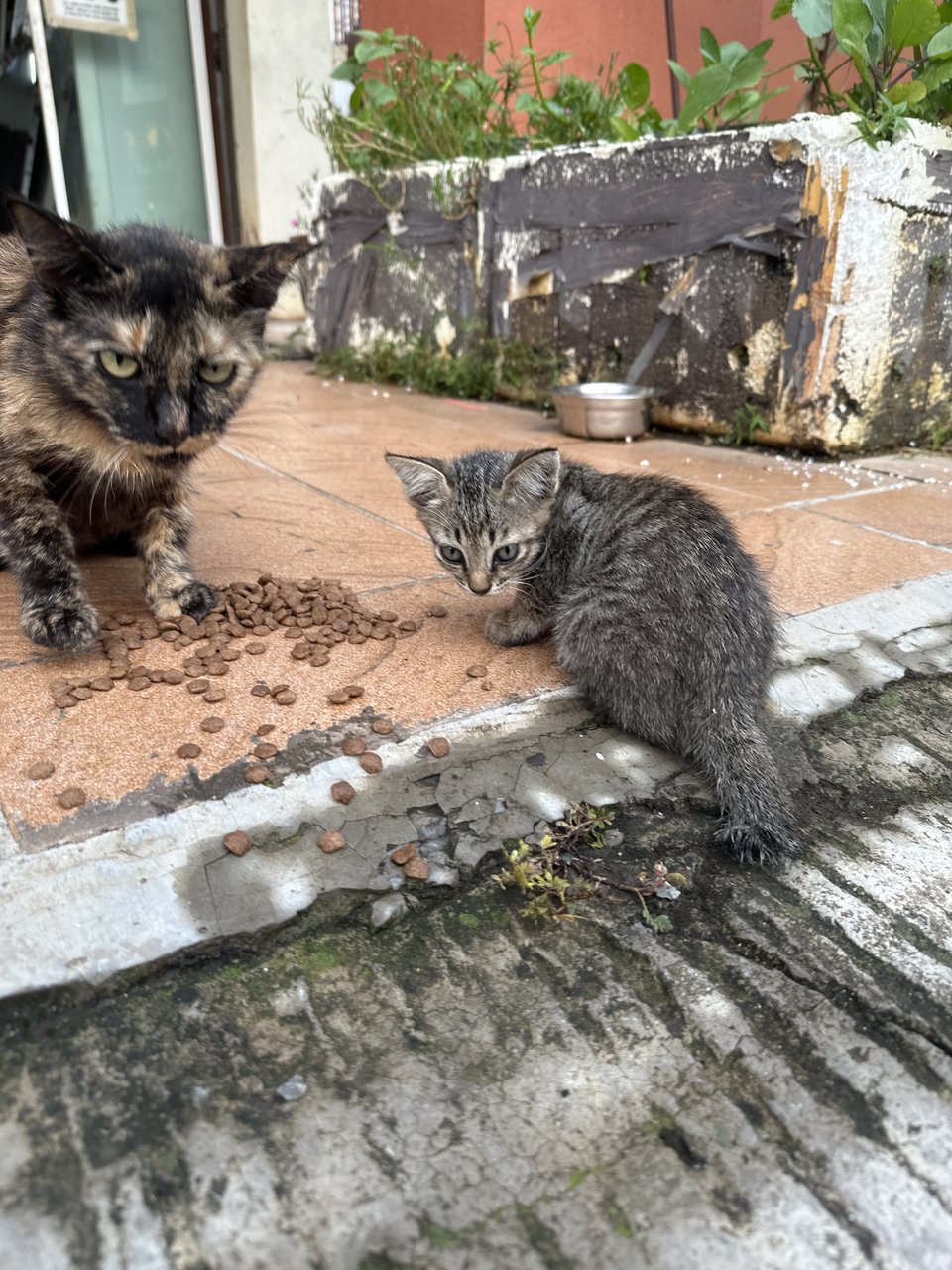 Baby 1 And 2 - Domestic Short Hair Cat