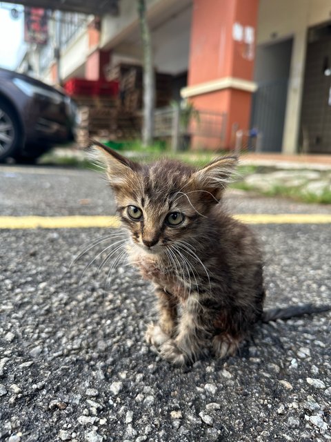 Baby 1 And 2 - Domestic Short Hair Cat