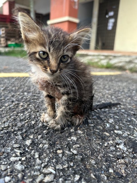 Baby 1 And 2 - Domestic Short Hair Cat