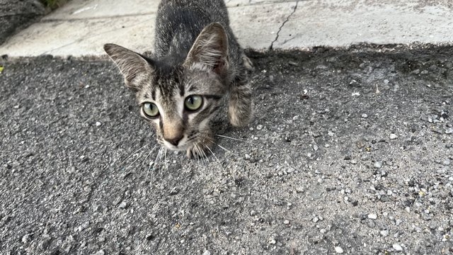 Nutmeg - Domestic Short Hair Cat