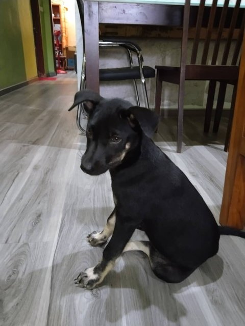 Ria - Mixed Breed Dog