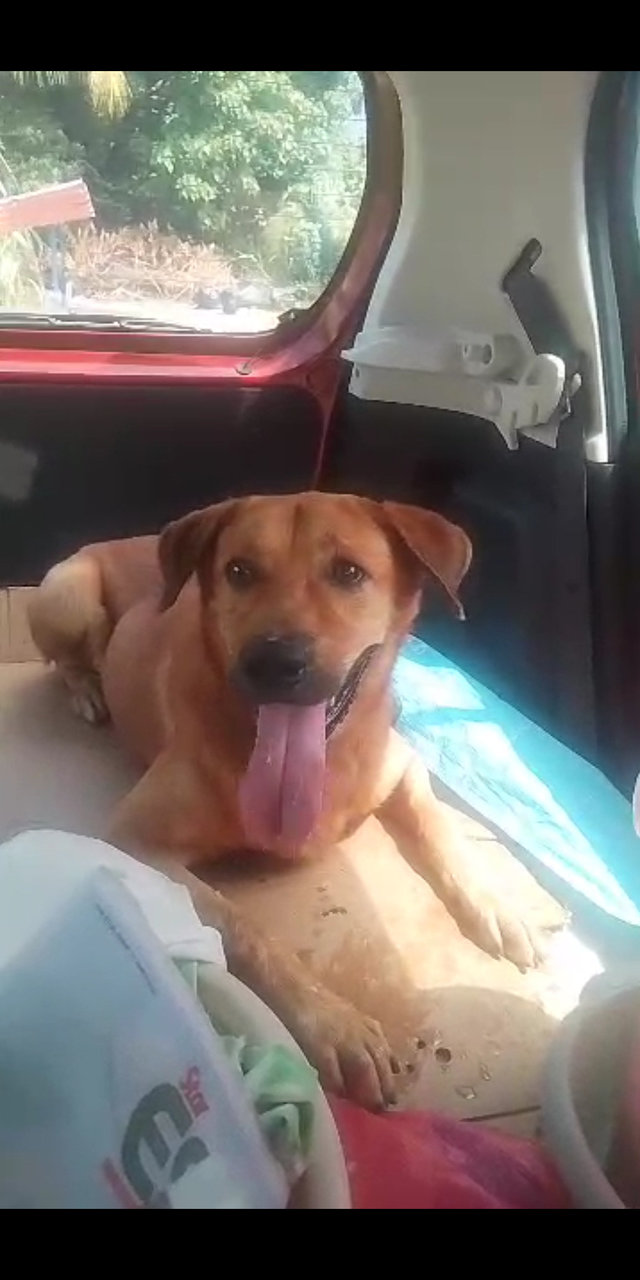 This Dog Is Abandoned By Owner - Mixed Breed Dog
