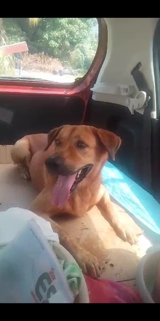 This Dog Is Abandoned By Owner - Mixed Breed Dog