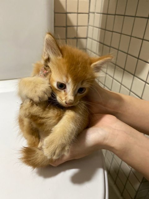 3 Orange Kitten - Domestic Long Hair Cat