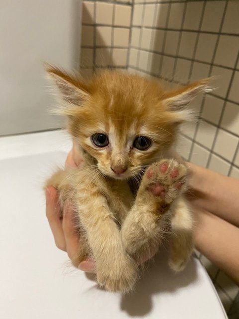 3 Orange Kitten - Domestic Long Hair Cat