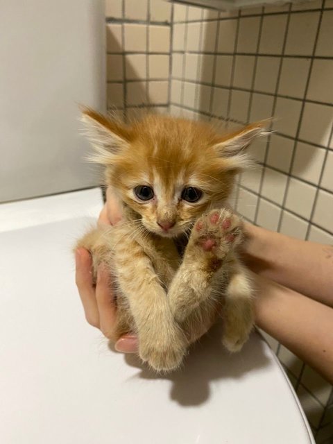 3 Orange Kitten - Domestic Long Hair Cat