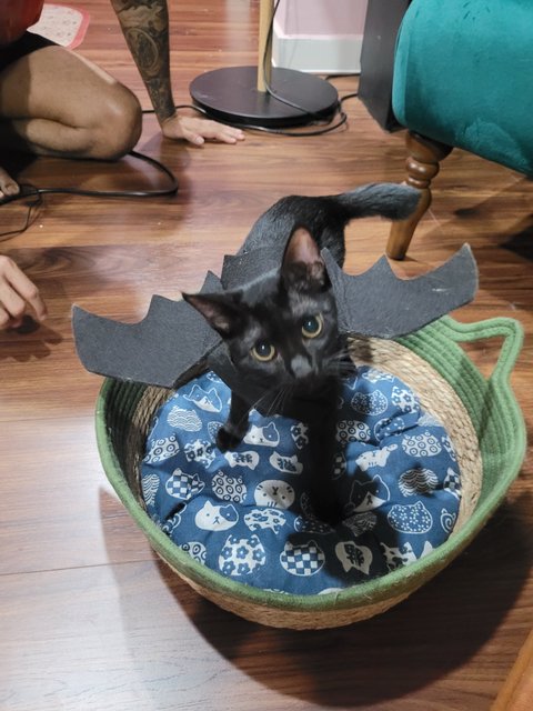 Batwings for the vampire kitty Carmilla