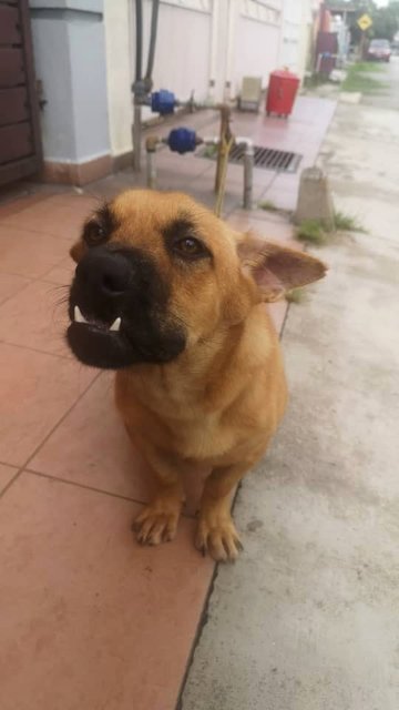 Shorty - Mixed Breed Dog