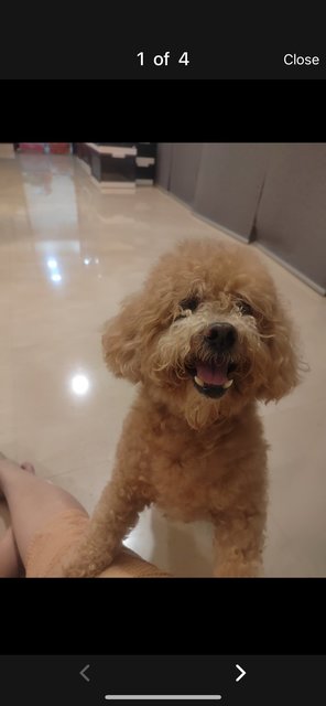 Mickey - Poodle Dog