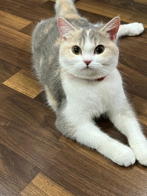 Lily - British Shorthair + Munchkin Cat