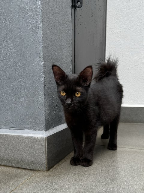 Toothless - Domestic Medium Hair Cat