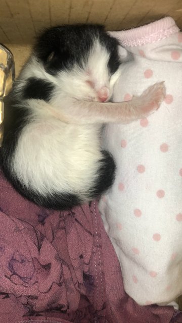 No Name Yet - Tuxedo Cat