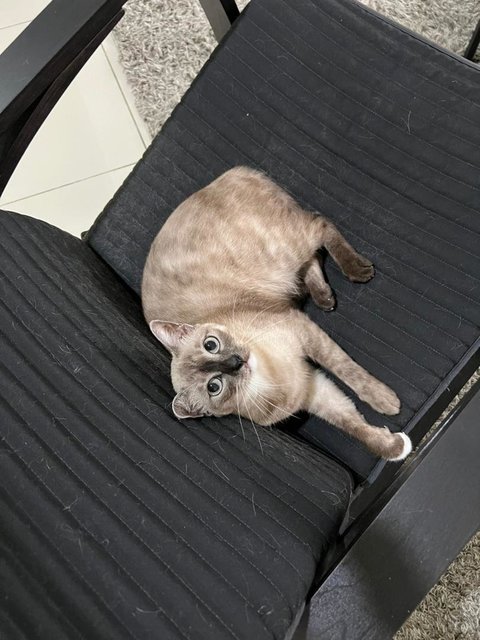 Mochi - Siamese + Burmese Cat