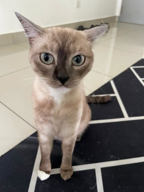 Mochi - Siamese + Burmese Cat