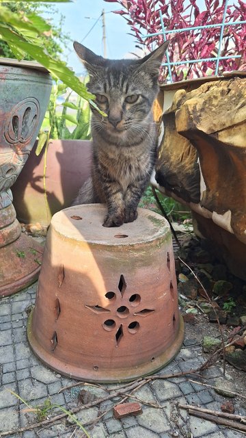 Mocha - Domestic Medium Hair Cat